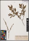 Foto von Salix aurita L. x Salix purpurea L.